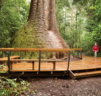 Burrawan State Forest - Hervey Bay Accommodation