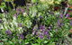 Abundance Lifestyle And Garden - thumb 7