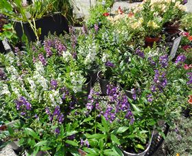 Abundance Lifestyle And Garden - Tourism Hervey Bay 7