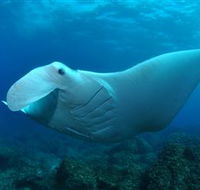 Manta Bommie Dive Site - Hervey Bay Accommodation