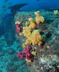 Shag Rock Dive Site - Hervey Bay Accommodation 0
