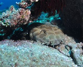 Shag Rock Dive Site - Hervey Bay Accommodation 3