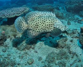 Shag Rock Dive Site - Hervey Bay Accommodation 2