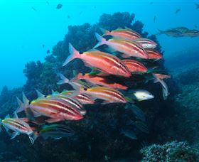 Flat Rock Dive Site - Hervey Bay Accommodation 0
