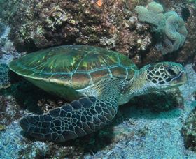Flat Rock Dive Site - Hervey Bay Accommodation 1