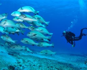 Flat Rock Dive Site - Hervey Bay Accommodation 3