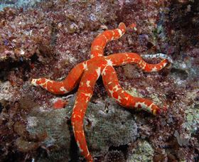 Flat Rock Dive Site - Hervey Bay Accommodation 2