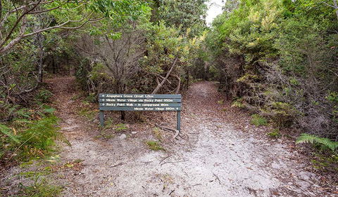 Angophora Grove Walking Track - Hervey Bay Accommodation 0