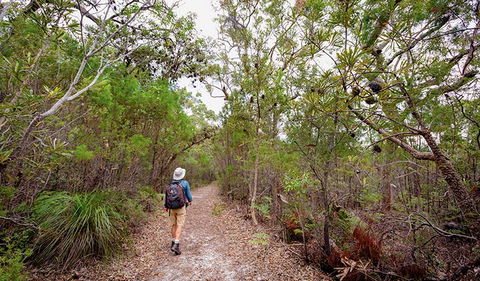 Angophora Grove Walking Track - Hervey Bay Accommodation 1