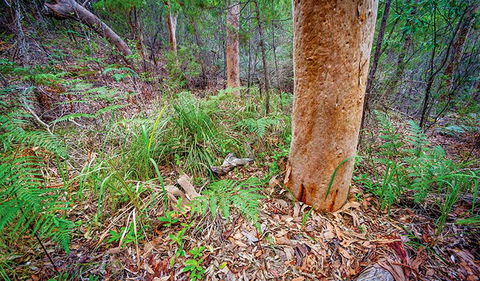 Angophora Grove Walking Track - Hervey Bay Accommodation 2