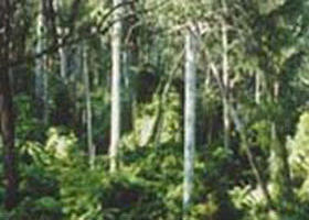 Lind National Park - Hervey Bay Accommodation 0