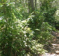 Bridle trail - Hervey Bay Accommodation