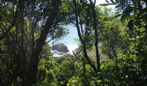 Rainforest Walking Track - Hervey Bay Accommodation 0