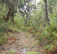 Kinchela Trig Lookout walk