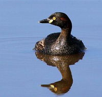 Panboola Wetlands - Hervey Bay Accommodation