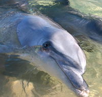 Dolphins of Monkey Mia - Hervey Bay Accommodation