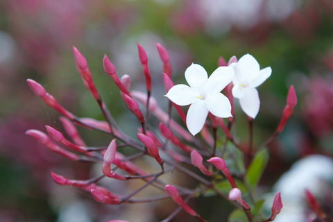 Jasmin Organics Skincare Farm And Factory - Hervey Bay Accommodation 3