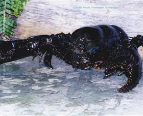 Lobster Ponds - Hervey Bay Accommodation 2