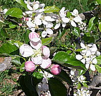 Avro Park Orchards - Hervey Bay Accommodation