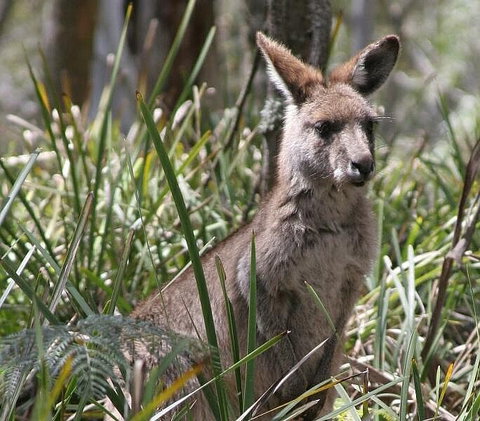 Blue Mountains Guides - Hervey Bay Accommodation 0