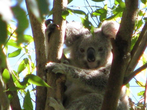 Vision Walks Eco Tours - Hervey Bay Accommodation 30