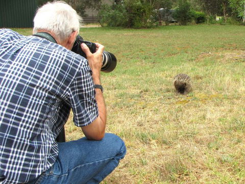 Echidna Walkabout Nature Tours - Hervey Bay Accommodation 7