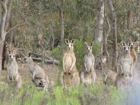 Echidna Walkabout Nature Tours - Hervey Bay Accommodation 15