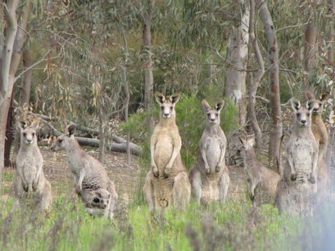 Echidna Walkabout Nature Tours - Hervey Bay Accommodation 17