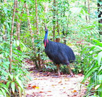 Daintree Safaris - Hervey Bay Accommodation