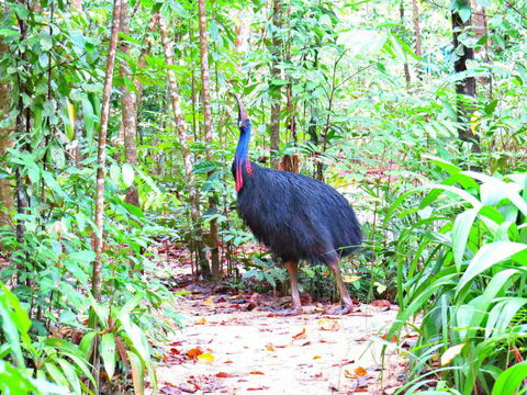 Daintree Safaris - Hervey Bay Accommodation 0