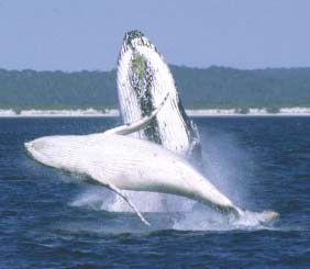 Reel Time Charters Yamba - Hervey Bay Accommodation 3