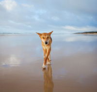 Fraser Island Adventure Tours - Hervey Bay Accommodation