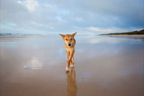 Fraser Island Adventure Tours - Tourism Hervey Bay 5