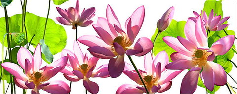 Tin Shed Art Gallery - Tourism Hervey Bay 3