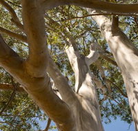 Lindsay Pryor Walk Australian National University - Tourism Hervey Bay