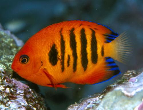 Stratford QLD Tourism Hervey Bay