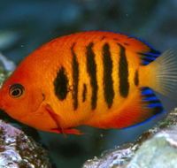 Cairns Marine - Tourism Hervey Bay