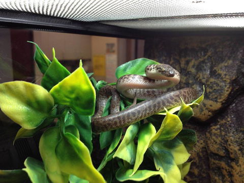 Pets Wonderland - Hervey Bay Accommodation 3