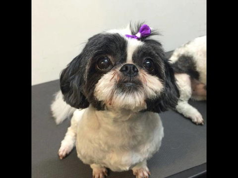 Pets Wonderland - Hervey Bay Accommodation 4