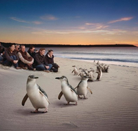 Down Under Thrills - Hervey Bay Accommodation