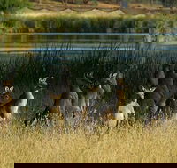 Canberra - The National Capital  Full Day Private Tour  Departs from Sydney