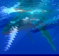 Dunsborough Whale Watching Eco Tour - Tourism Hervey Bay