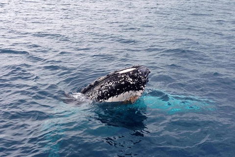 Dunsborough Whale Watching Eco Tour - Tourism Hervey Bay 1