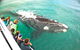 Dunsborough Whale Watching Eco Tour - thumb 3