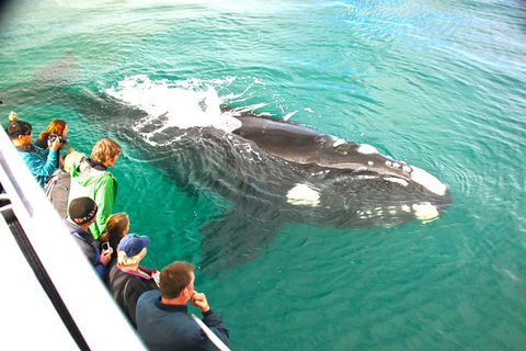 Dunsborough Whale Watching Eco Tour - Tourism Hervey Bay 3