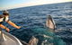 Dunsborough Whale Watching Eco Tour - thumb 5