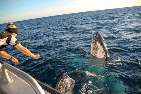 Dunsborough Whale Watching Eco Tour - Tourism Hervey Bay 5