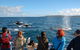 Dunsborough Whale Watching Eco Tour - thumb 4