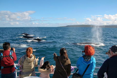 Dunsborough Whale Watching Eco Tour - Tourism Hervey Bay 4