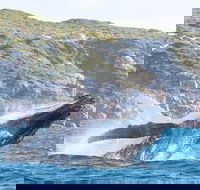 Jet Boat Whale Watching Safari from Dunsborough - Hervey Bay Accommodation
